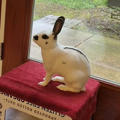 Chantilly, Adoptable, Adult Female English Spot & Bunny Rabbit.