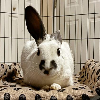 Chantilly, a Adoptable mixed breed in Wheaton, IL image 2/3
