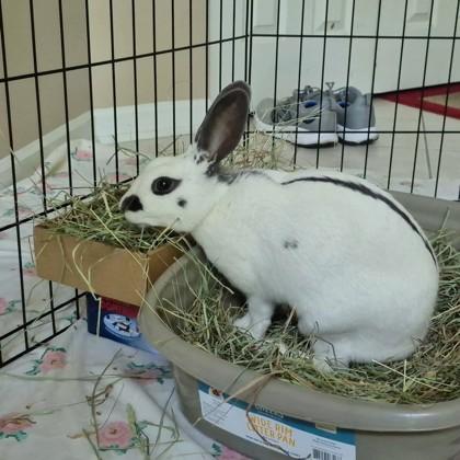 Chantilly, a Adoptable mixed breed in Wheaton, IL image 3/3