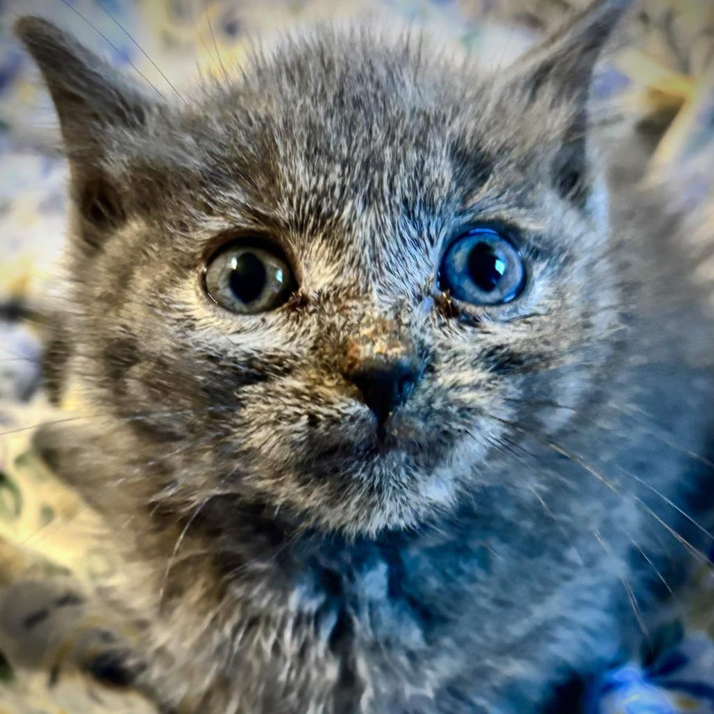 Thwomp Ruins, Adoptable, Kitten Male Domestic Short Hair.