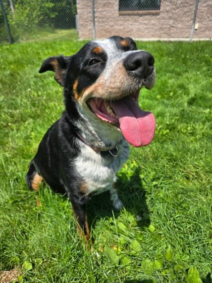 Riley, Adoptable, Adult Female Australian Cattle Dog / Blue Heeler & Mixed Breed.