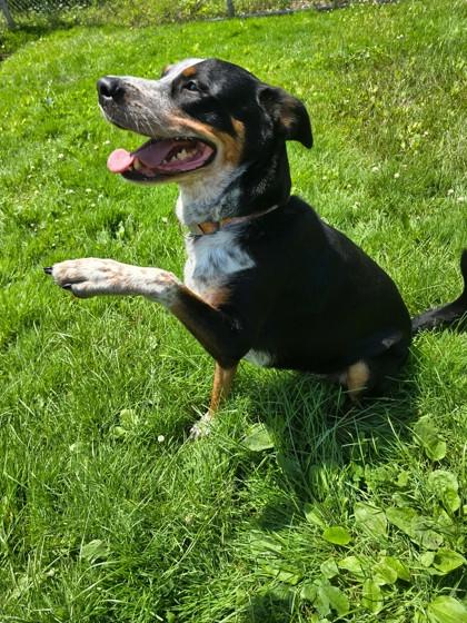 Riley, a Adoptable mixed breed in Harbor Springs, MI image 2/2