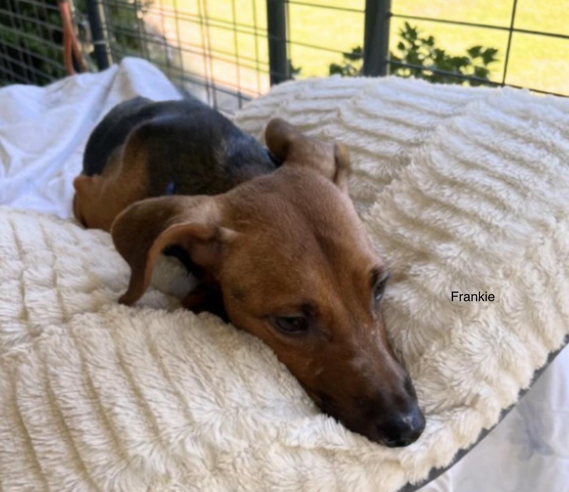 Enlarge Frankie, a Adoptable Chiweenie in Danville, VA image 3/4