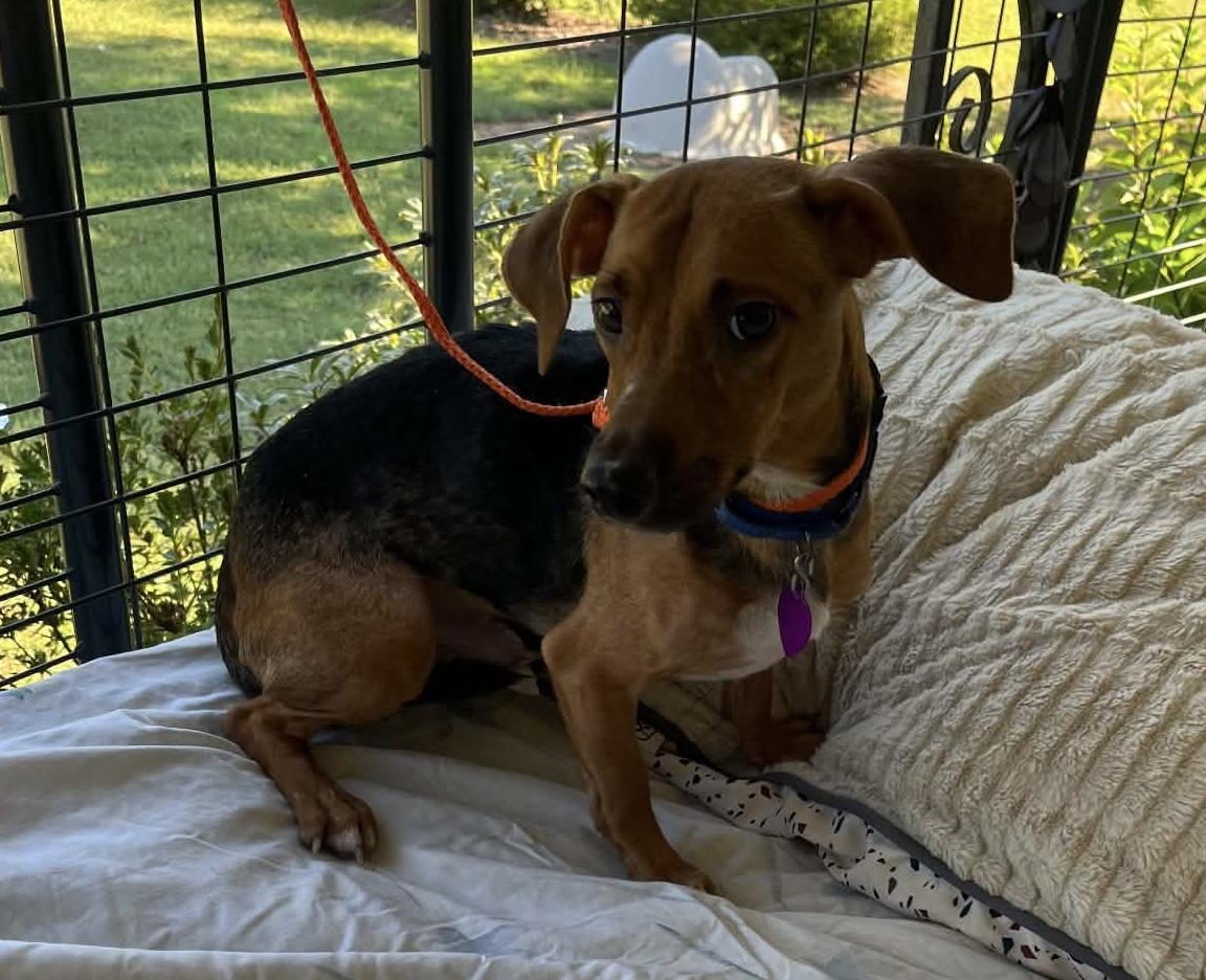 Enlarge Frankie, a Adoptable Chiweenie in Danville, VA image 4/4