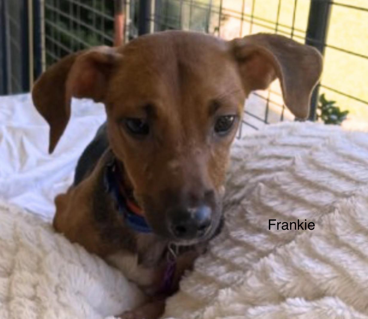 Enlarge Frankie, a Adoptable Chiweenie in Danville, VA image 2/4