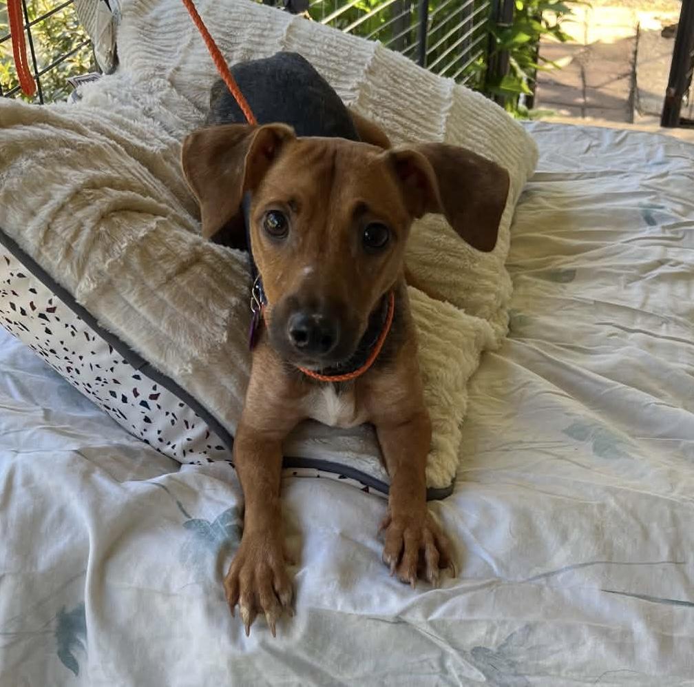 Frankie, Adoptable, Young Male Chiweenie.