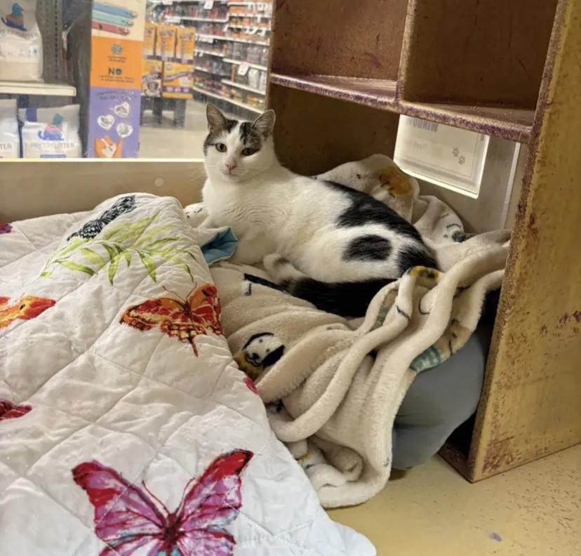 Frosty, a Adoptable Domestic Short Hair in Buffalo, NY image 3/3