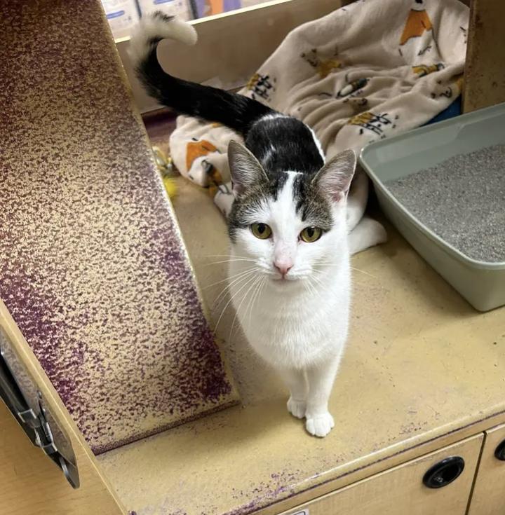 Frosty, a Adoptable Domestic Short Hair in Buffalo, NY image 1/3