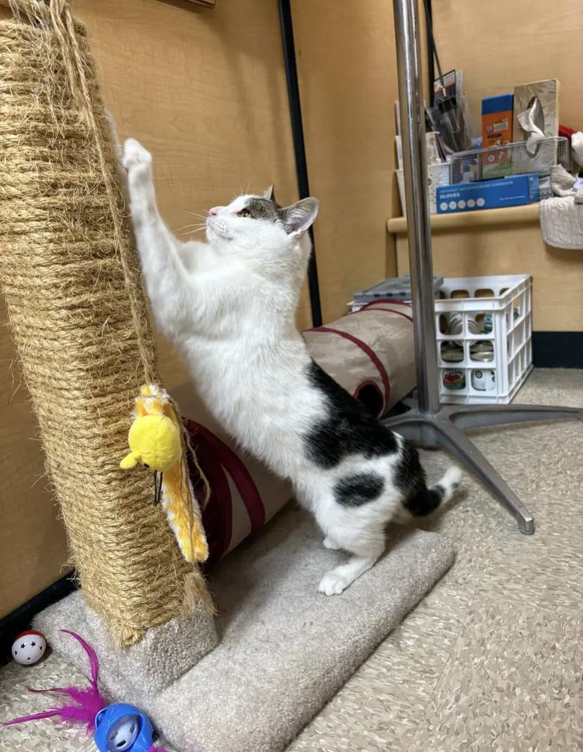 Frosty, a Adoptable Domestic Short Hair in Buffalo, NY image 2/3