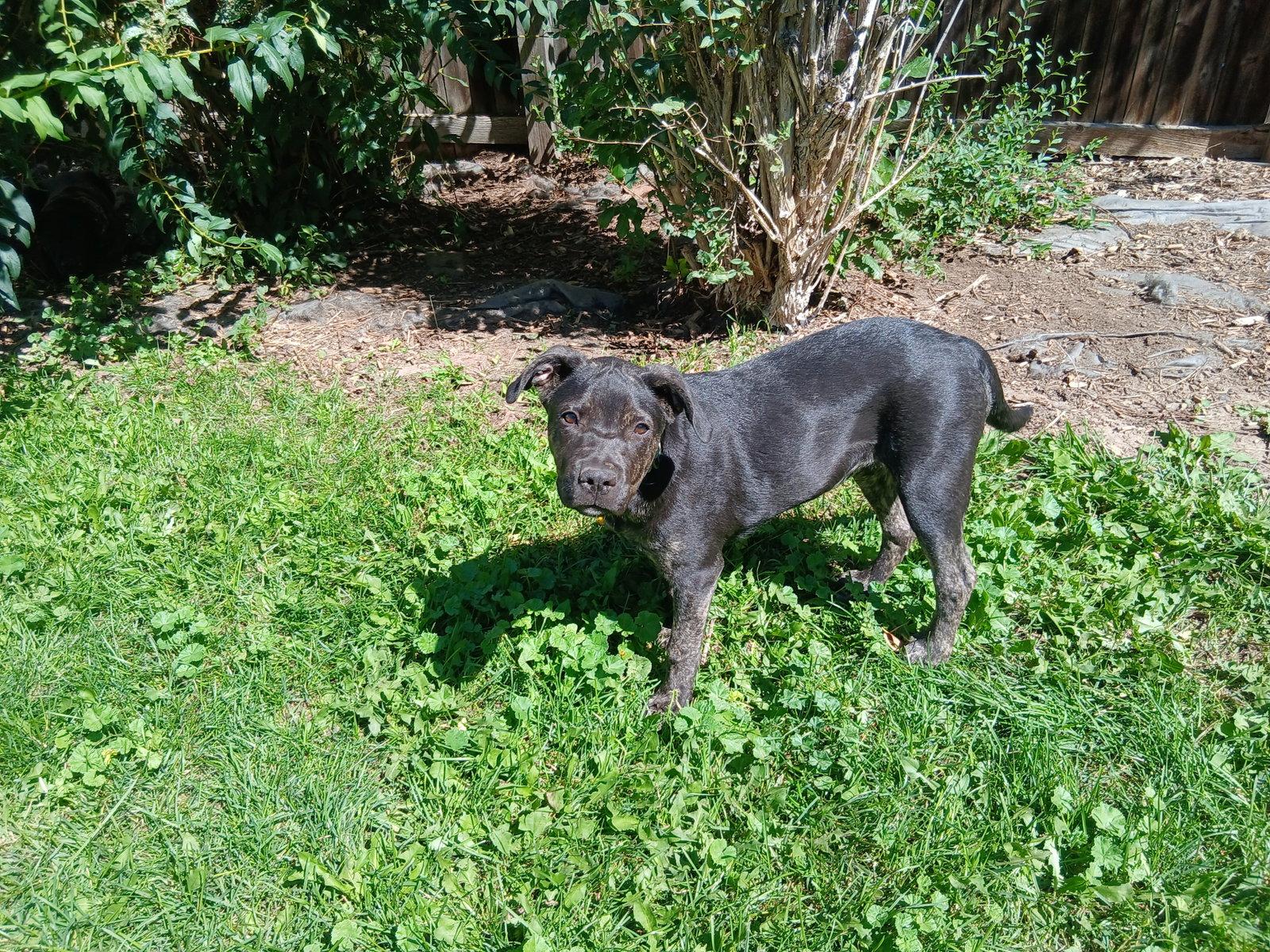 Enlarge Paraguay, a Adoptable Labrador Retriever in Evergreen, CO image 2/3