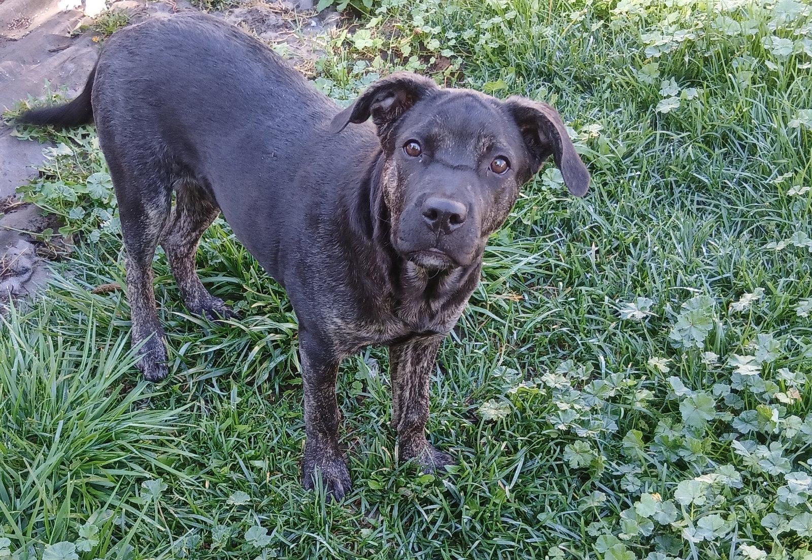 Enlarge Piper (formerly Paraguay), a Adoptable Labrador Retriever in Evergreen, CO image 1/3