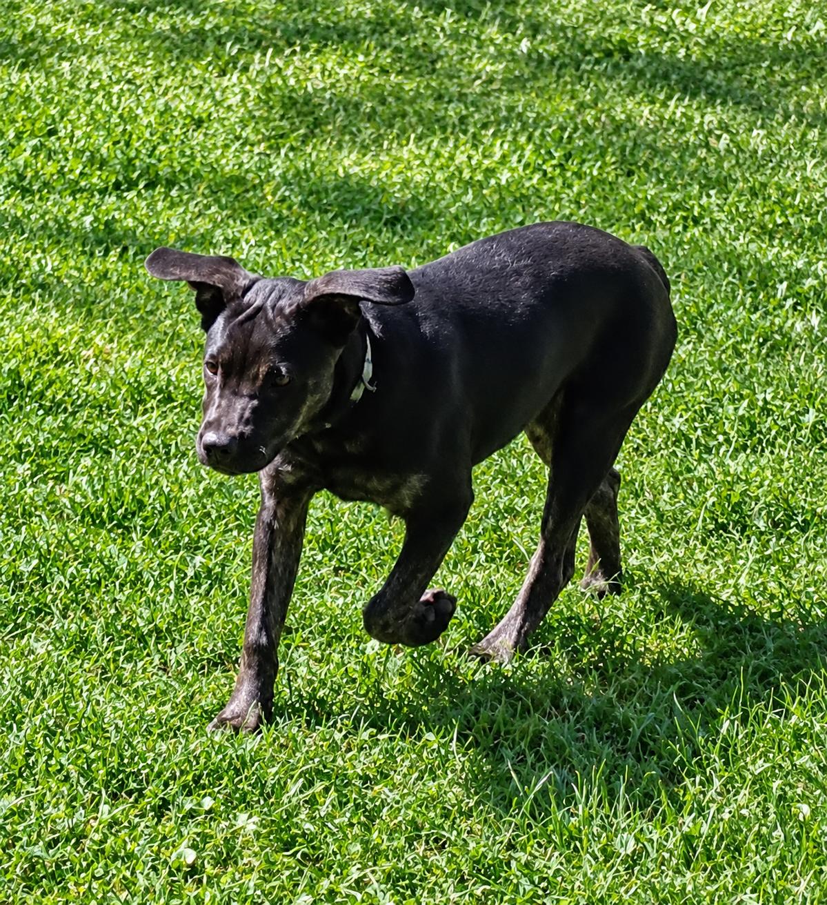 Enlarge Piper (formerly Paraguay), a Adoptable Labrador Retriever in Evergreen, CO image 2/3