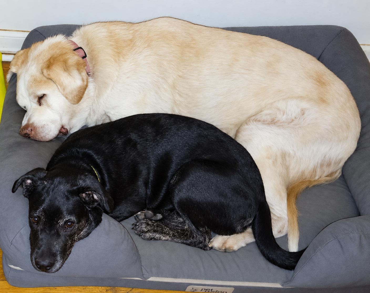 Enlarge Piper (formerly Paraguay), a Adoptable Labrador Retriever in Evergreen, CO image 3/3