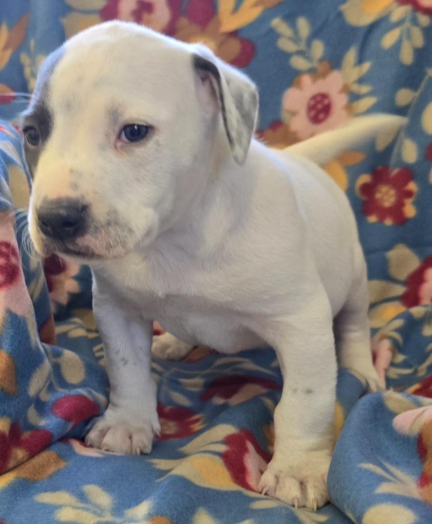 Manny, Adoptable, Puppy Male Labrador Retriever & Mixed Breed.