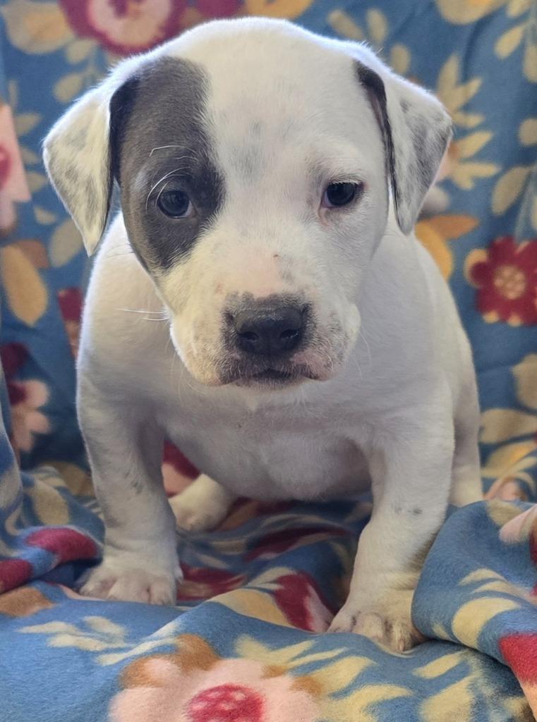 Manny, a Adoptable mixed breed in Murphysboro, IL image 2/2