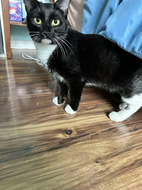 Trivoli, ADOPTABLE, Young Male Domestic Short Hair.