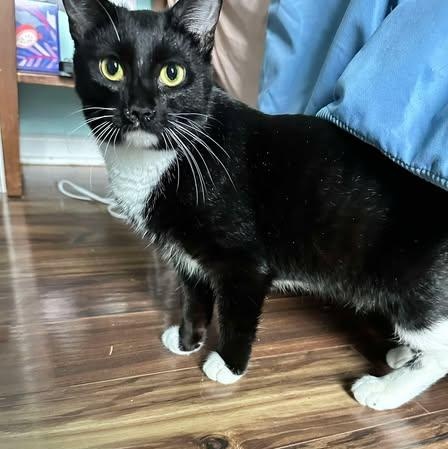 Enlarge Trivoli, a ADOPTABLE Domestic Short Hair in East Lansing, MI image 1/2