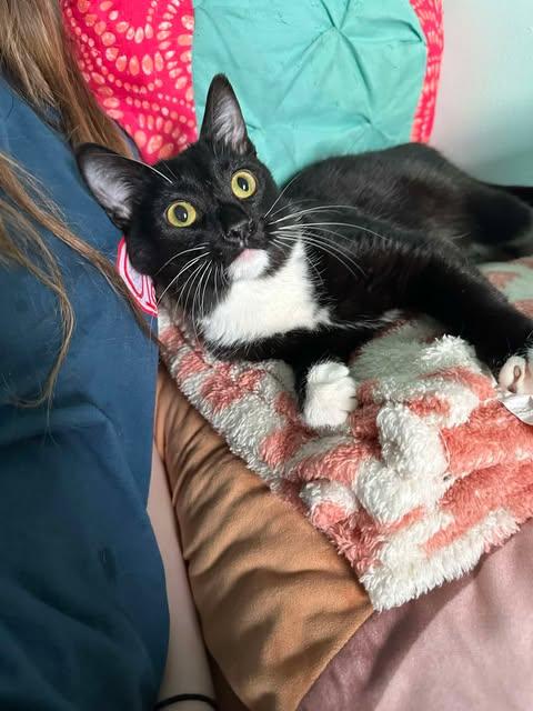 Enlarge Trivoli, a ADOPTABLE Domestic Short Hair in East Lansing, MI image 2/2