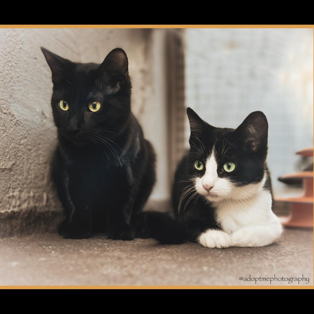 Lucy, Adoptable, Young Female Domestic Short Hair.