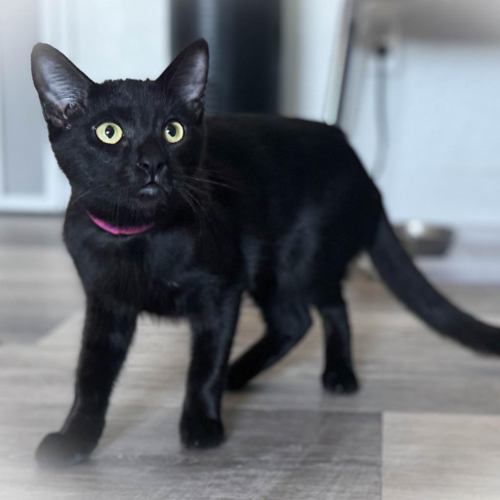 Enlarge Lucy, a Adoptable mixed breed in San Pedro, CA image 1/2