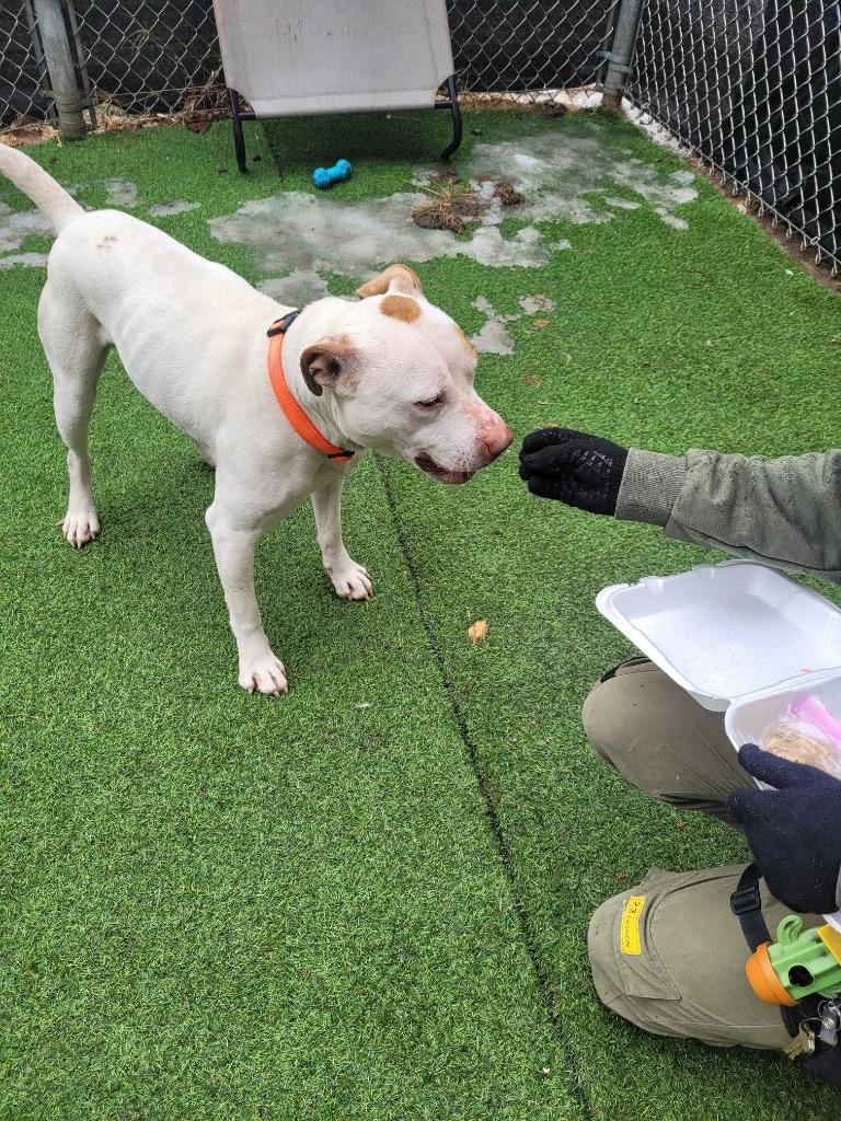 Enlarge Vito, a Adoptable Pit Bull Terrier in New Kensington, PA image 1/6