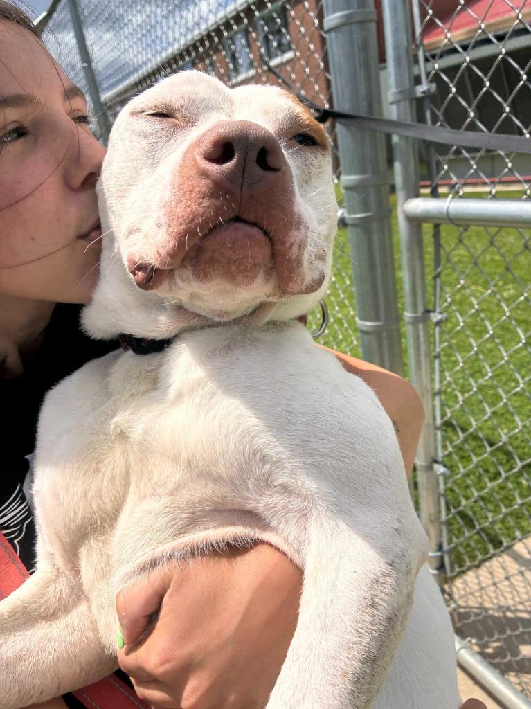 Vito, a Adoptable Pit Bull Terrier in New Kensington, PA image 2/6