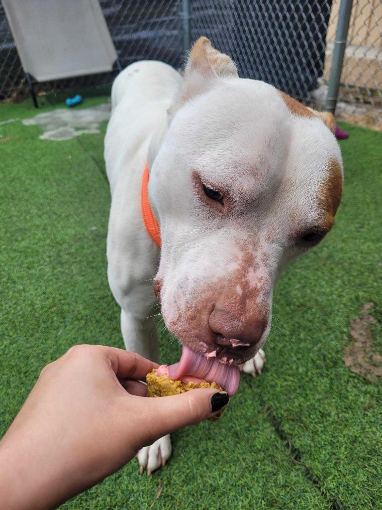Enlarge Vito, a Adoptable Pit Bull Terrier in New Kensington, PA image 2/6