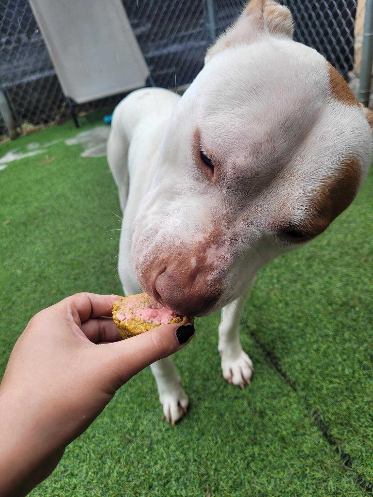Enlarge Vito, a Adoptable Pit Bull Terrier in New Kensington, PA image 3/6