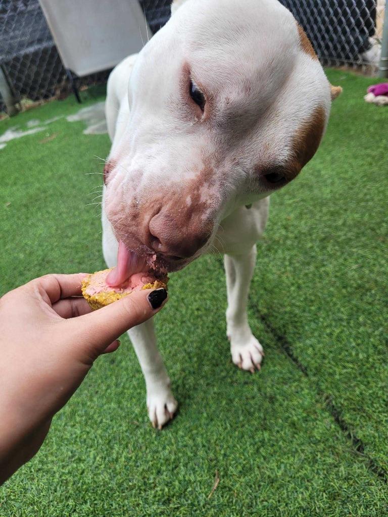 Enlarge Vito, a Adoptable Pit Bull Terrier in New Kensington, PA image 4/6