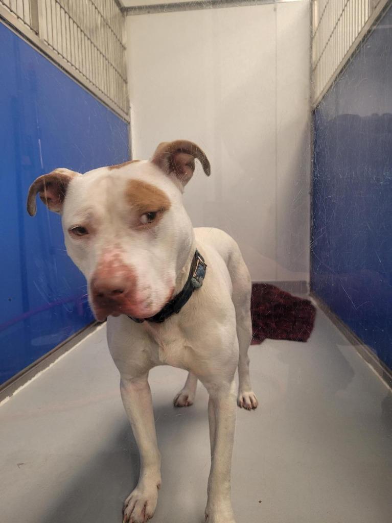 Enlarge Vito, a Adoptable Pit Bull Terrier in New Kensington, PA image 5/6