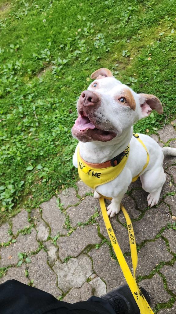Enlarge Vito, a Adoptable Pit Bull Terrier in New Kensington, PA image 5/6
