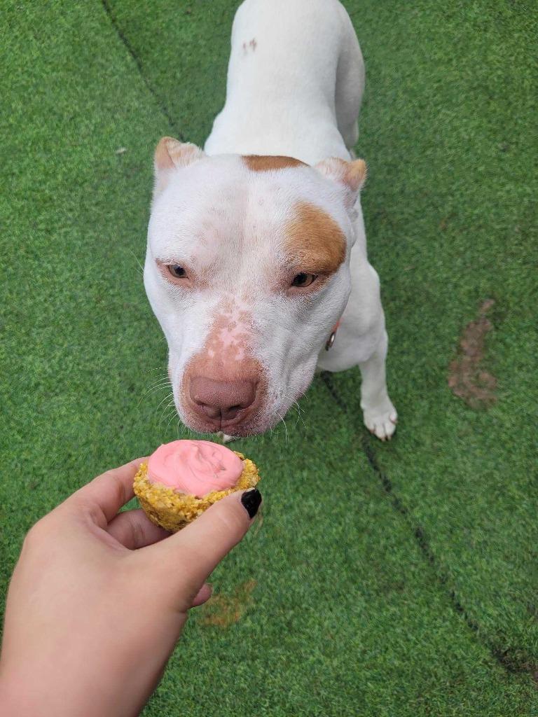 Enlarge Vito, a Adoptable Pit Bull Terrier in New Kensington, PA image 6/6