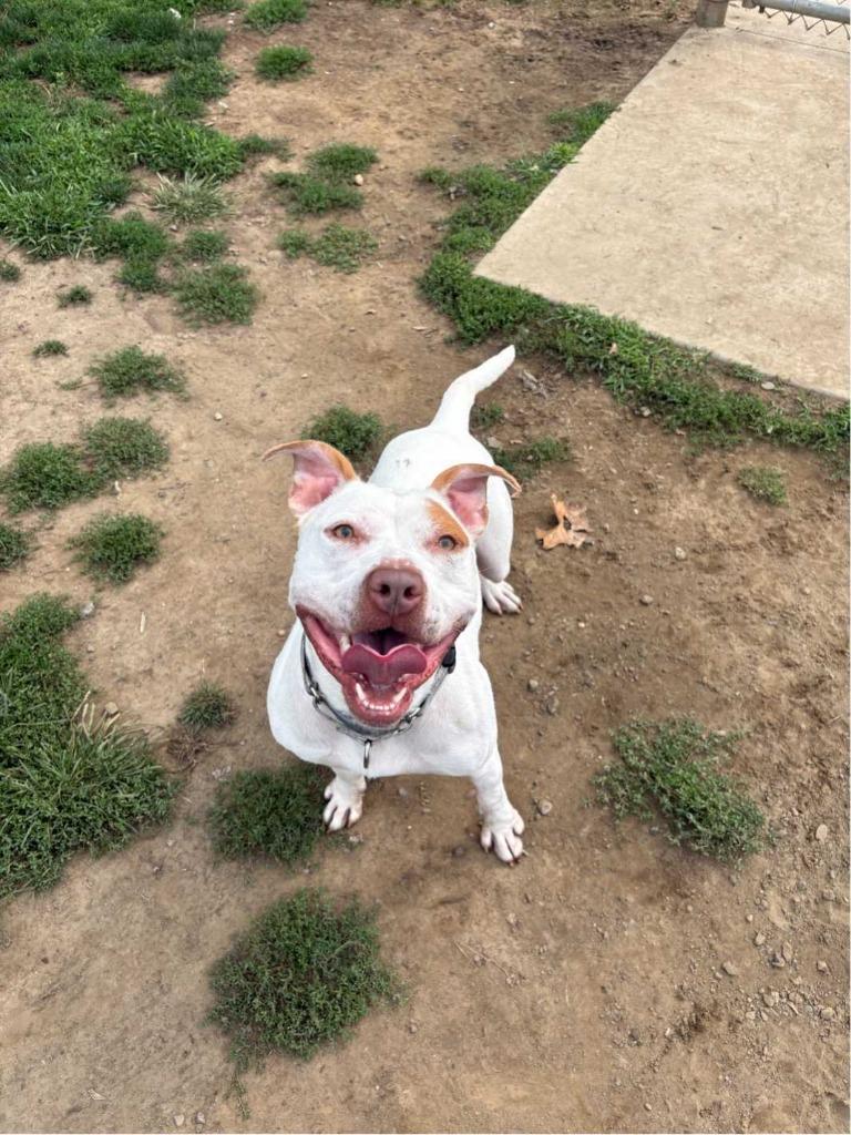 Enlarge Vito, a Adoptable Pit Bull Terrier in New Kensington, PA image 6/6