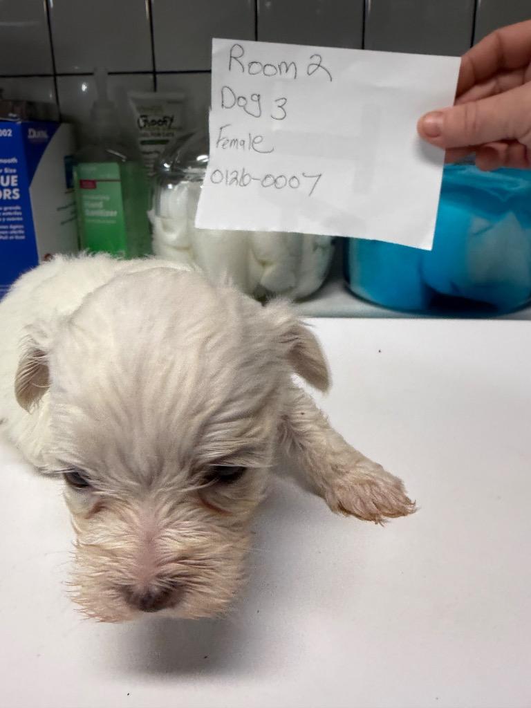 Pippy, Adopted, Puppy Female Maltese.