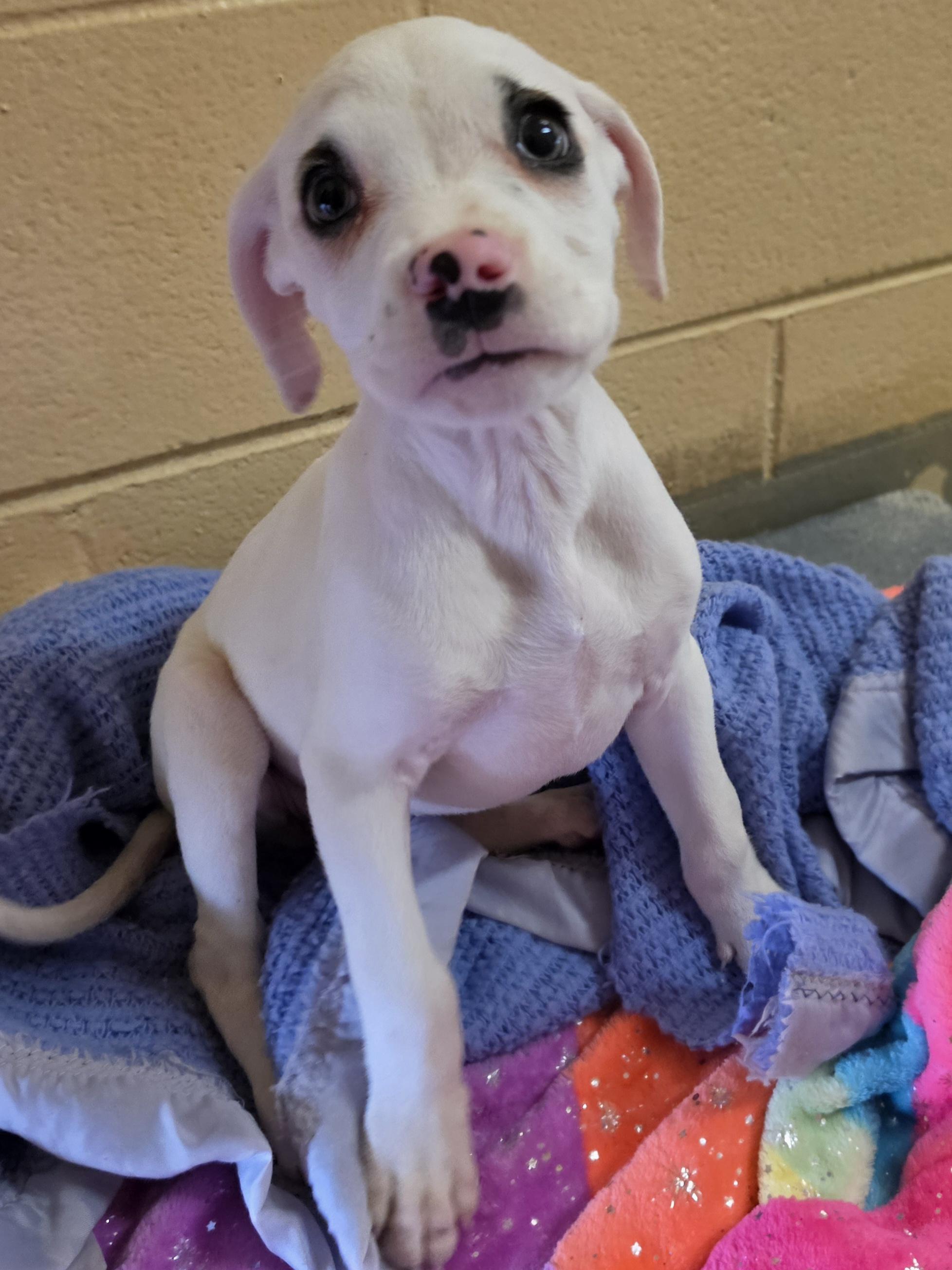 Casper, Adoptable, Young Female Boxer & Pit Bull Terrier.