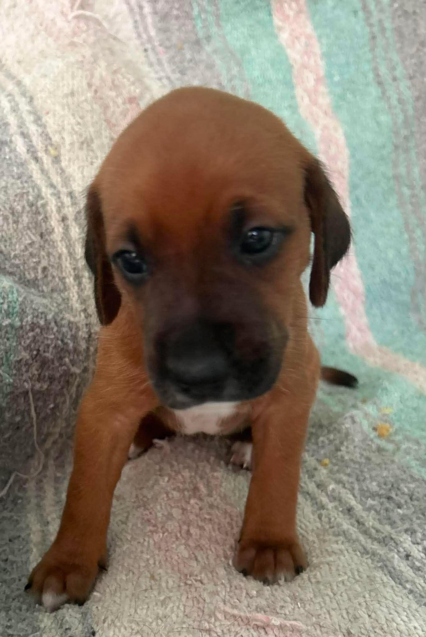 Bernadette-Pup of Pennie(Adoption Pending), Adoptable, Puppy Female Irish Setter.