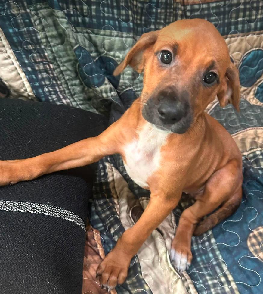 Bernadette-Pup of Pennie(Adoption Pending), a Adoptable Irish Setter in Osteen, FL image 2/3