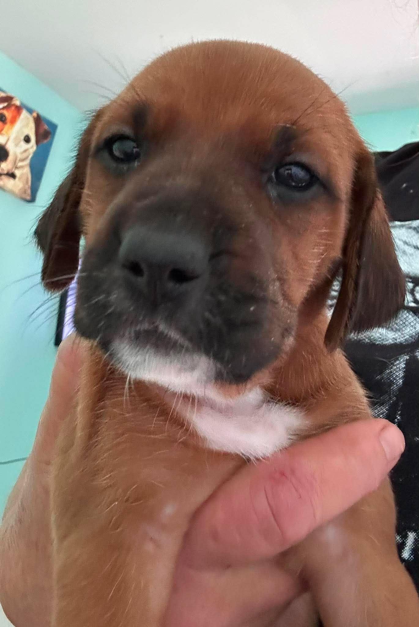 Bernadette-Pup of Pennie(Adoption Pending), a Adoptable Irish Setter in Osteen, FL image 3/3