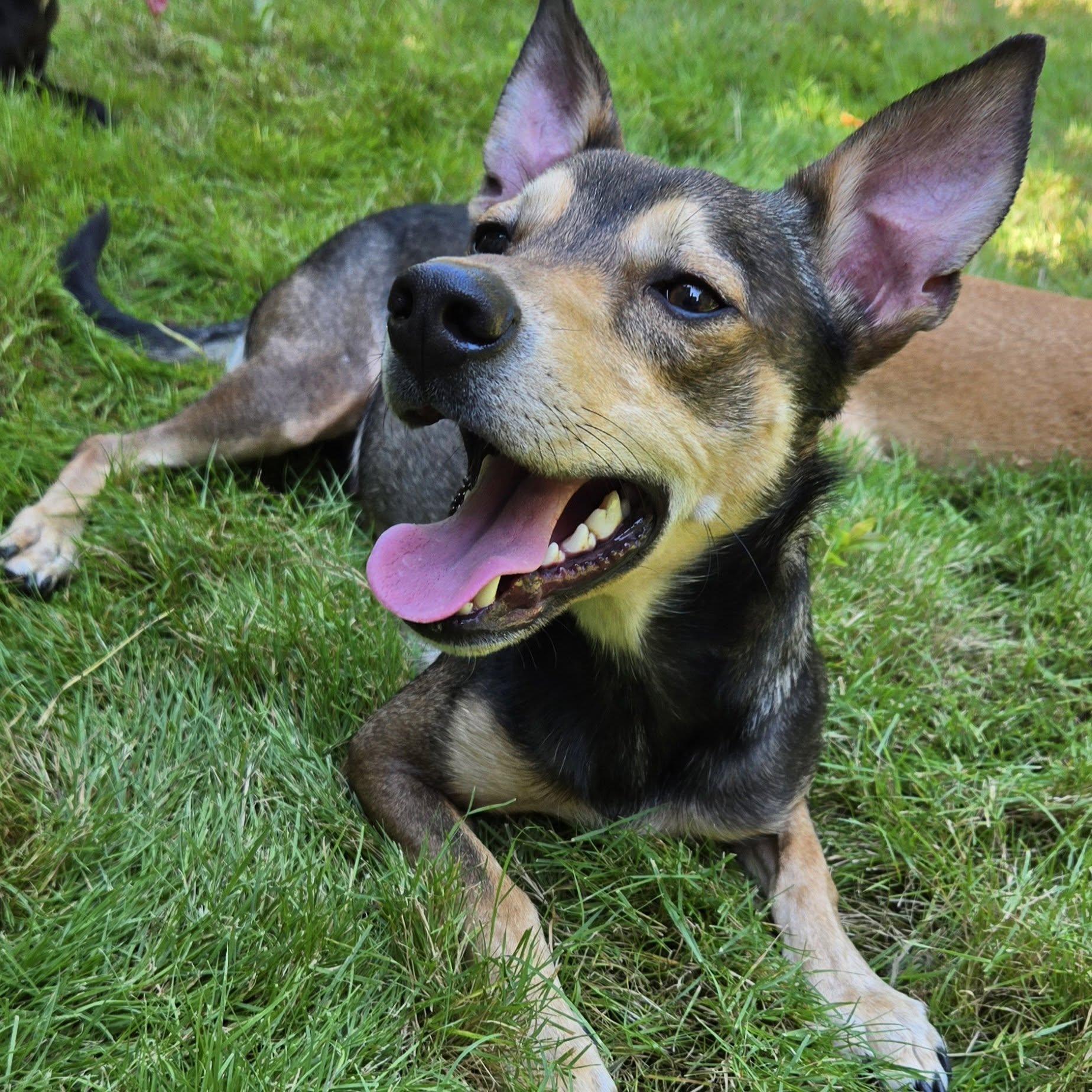 Enlarge Norman, a ADOPTABLE mixed breed in Eugene, OR image 3/4