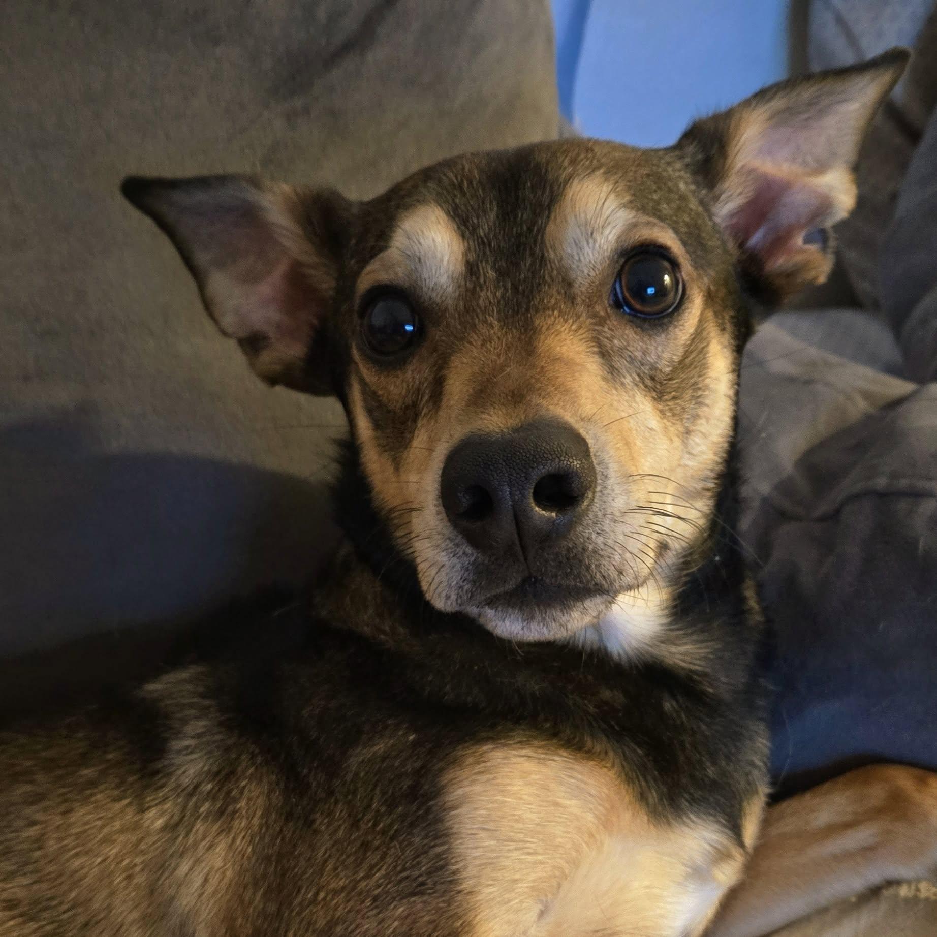 Enlarge Norman, a ADOPTABLE mixed breed in Eugene, OR image 2/4