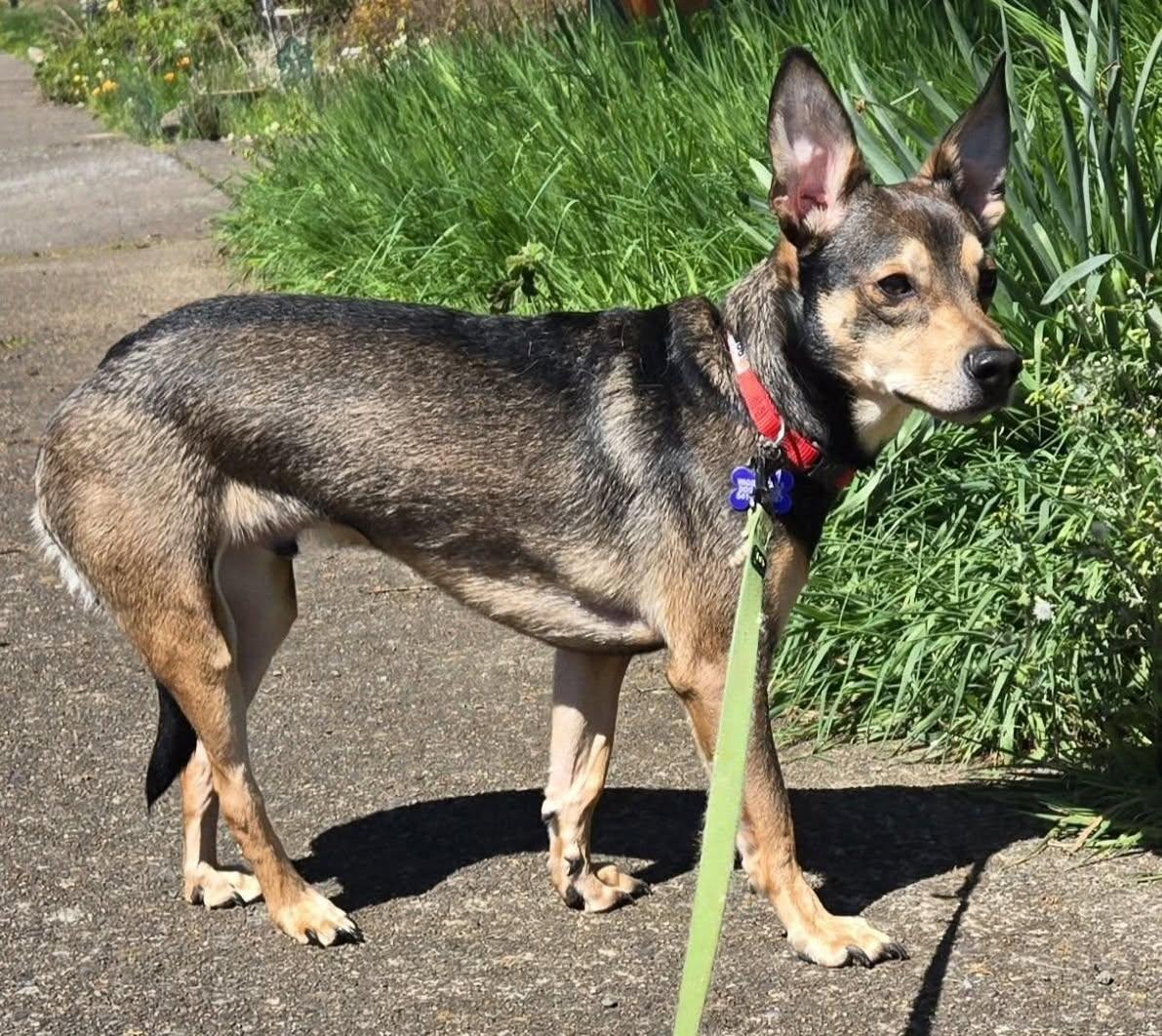 Enlarge Norman, a ADOPTABLE mixed breed in Eugene, OR image 4/4