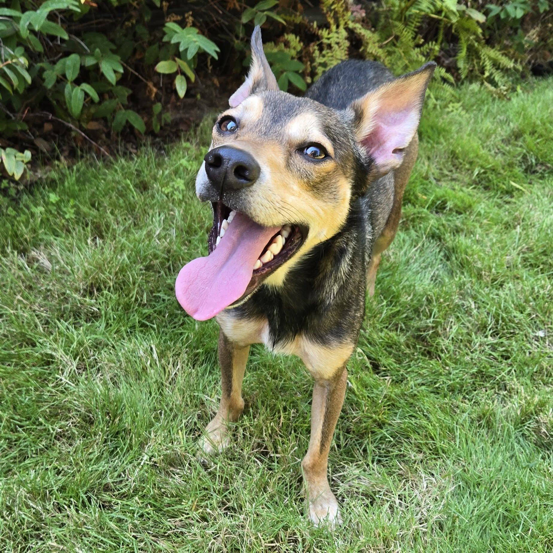 Enlarge Norman, a ADOPTABLE mixed breed in Eugene, OR image 1/4
