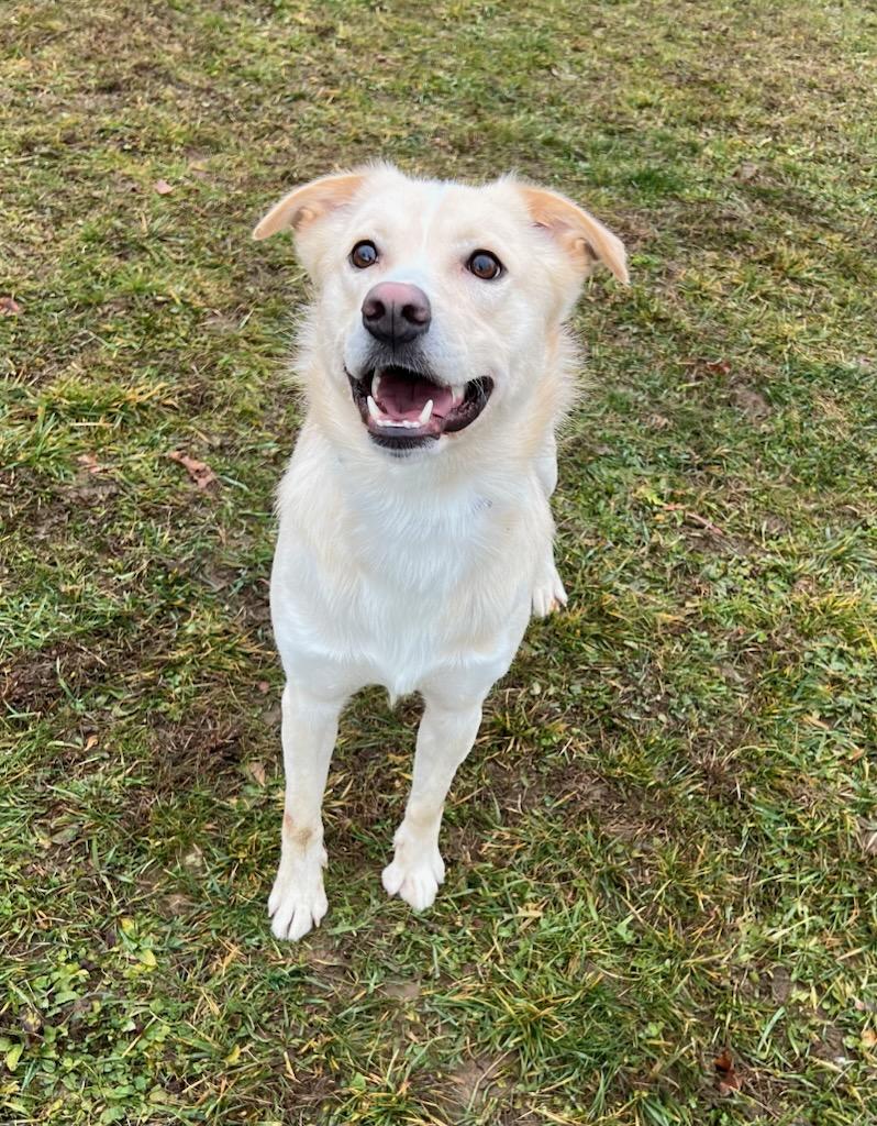 Enlarge Daniel, a Adoptable mixed breed in Belmont, NY image 1/2