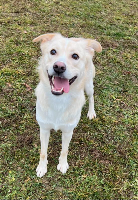 Enlarge Daniel, a Adoptable mixed breed in Belmont, NY image 2/2