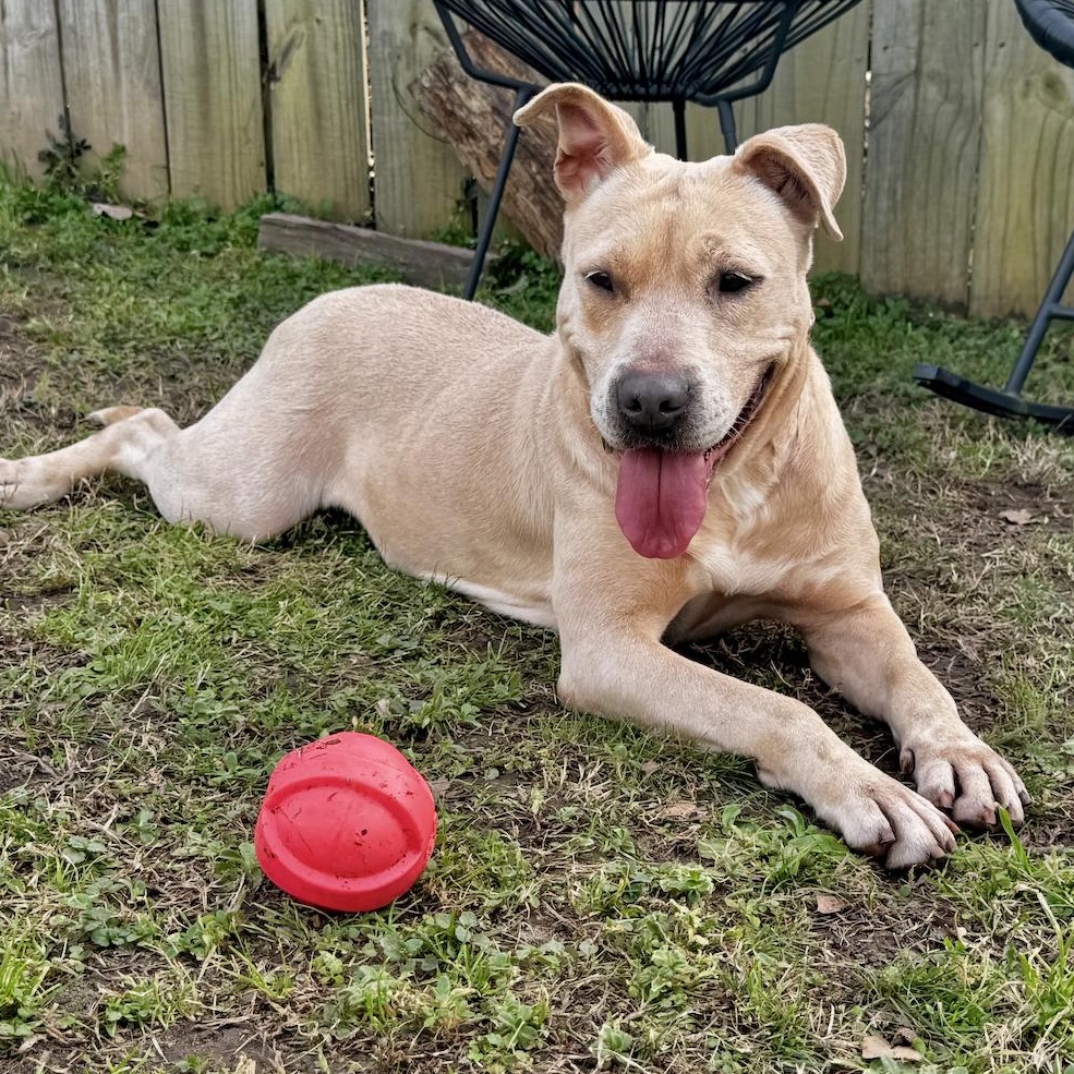 Enlarge Anya, a Adoptable mixed breed in Longview, TX image 3/6