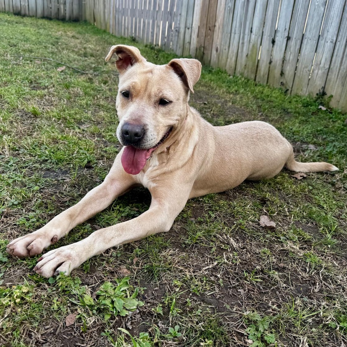 Enlarge Anya, a Adoptable mixed breed in Longview, TX image 1/6