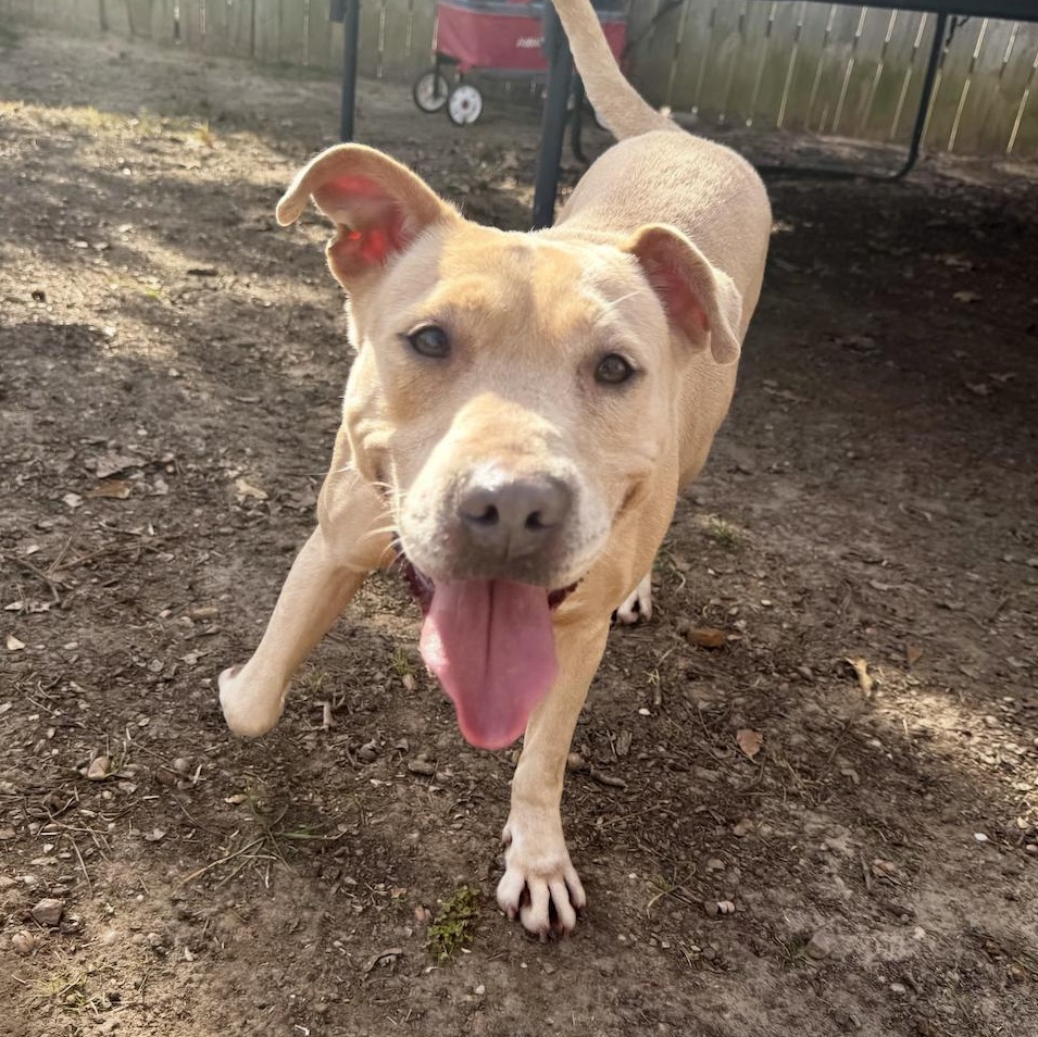 Enlarge Anya, a Adoptable mixed breed in Longview, TX image 5/6