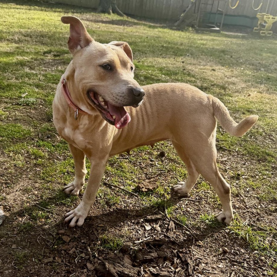 Enlarge Anya, a Adoptable mixed breed in Longview, TX image 4/6