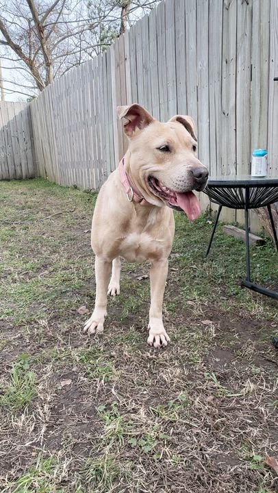 Enlarge Anya, a Adoptable mixed breed in Longview, TX video 6/6