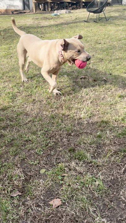 Enlarge Anya, a Adoptable mixed breed in Longview, TX video 2/6